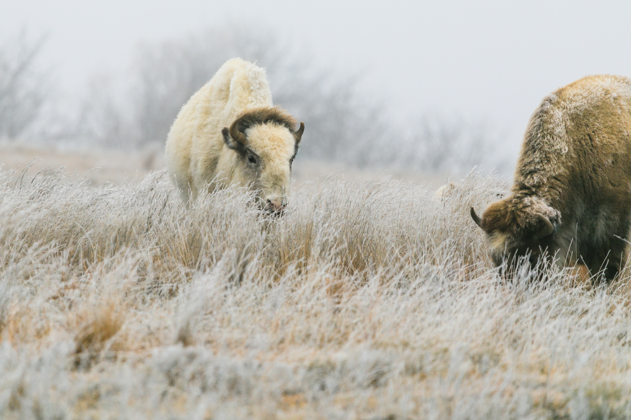 Un bisonte bianco pascola con il suo orecchio nel Lake Scott State Park, Kansas, febbraio 2019