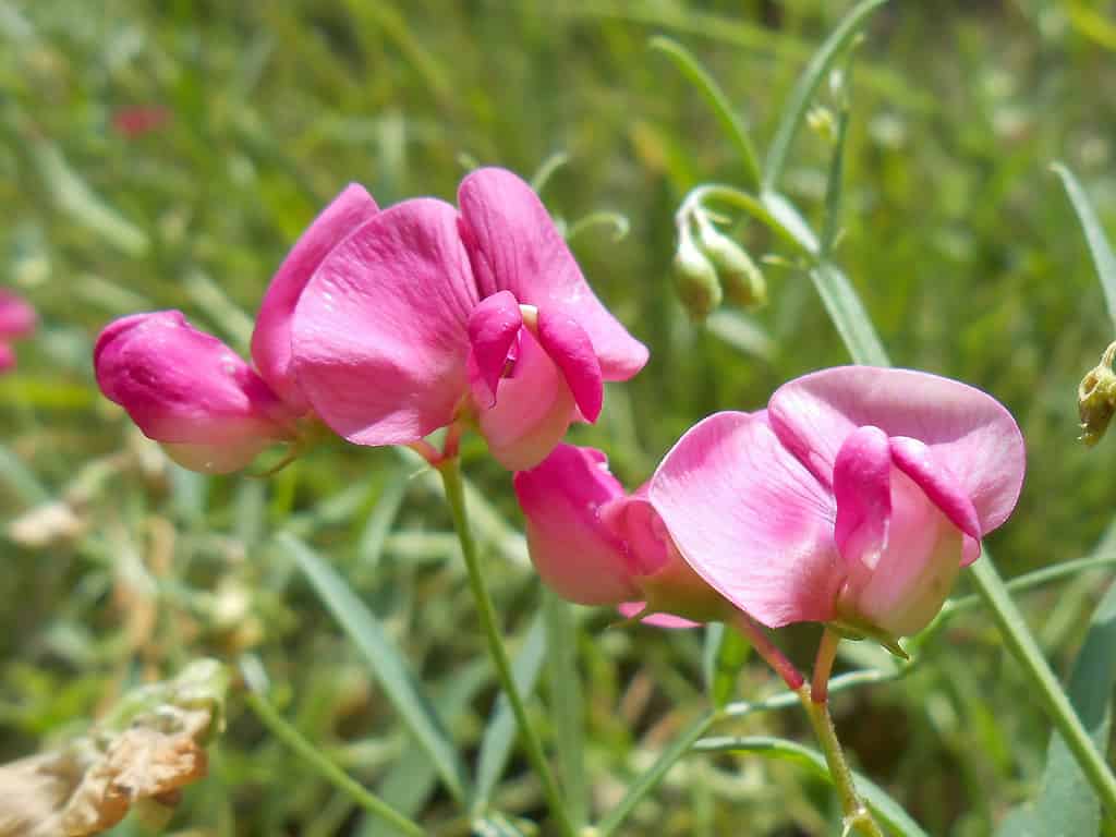 Cicercula silvestre (Lathyrus sylvestris)