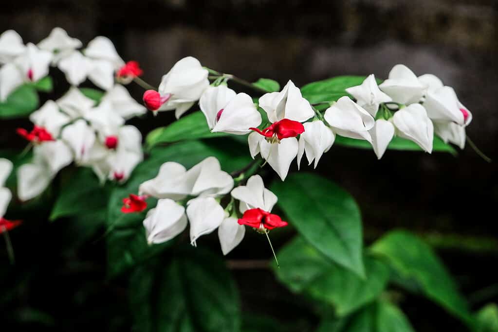 Clerodendrum thomsoniae