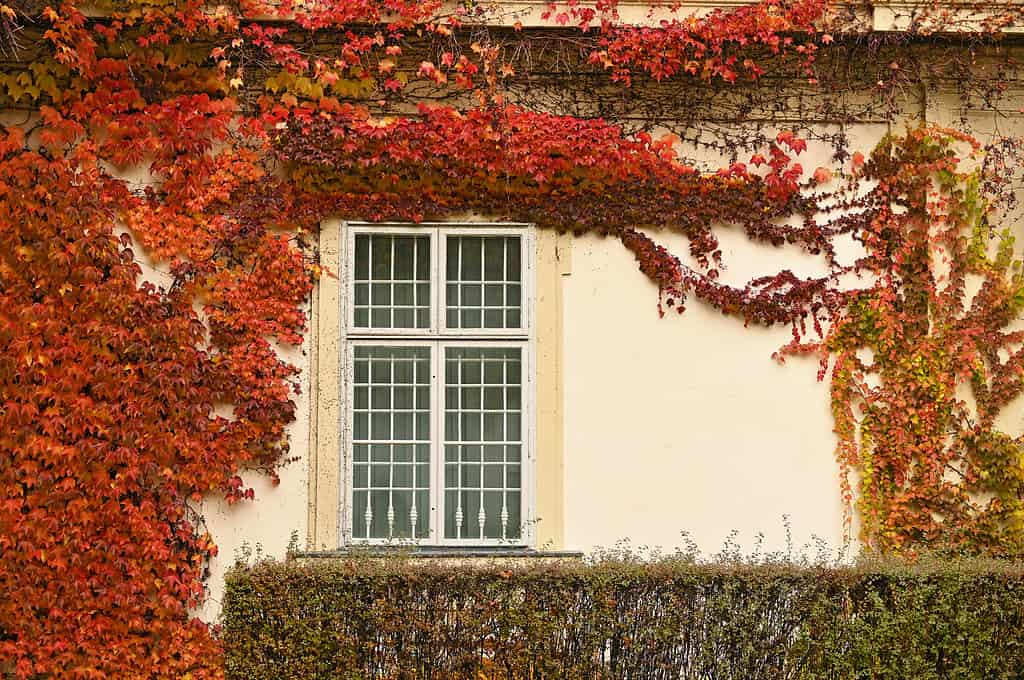 parete con finestra rustica e foglie colorate rampicante stagione autunnale