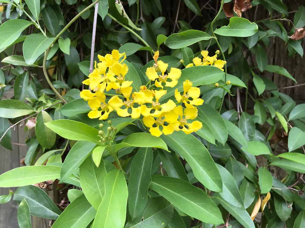 Fiori gialli sulla vite di farfalla verde