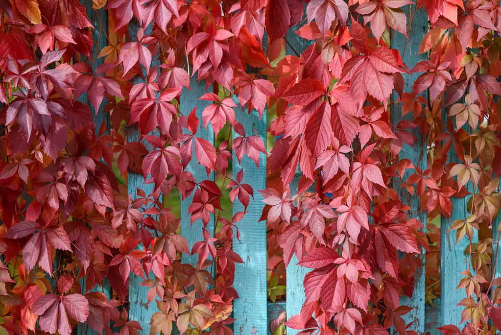 Parthenocissus in autunno con foglie rosse sul recinto