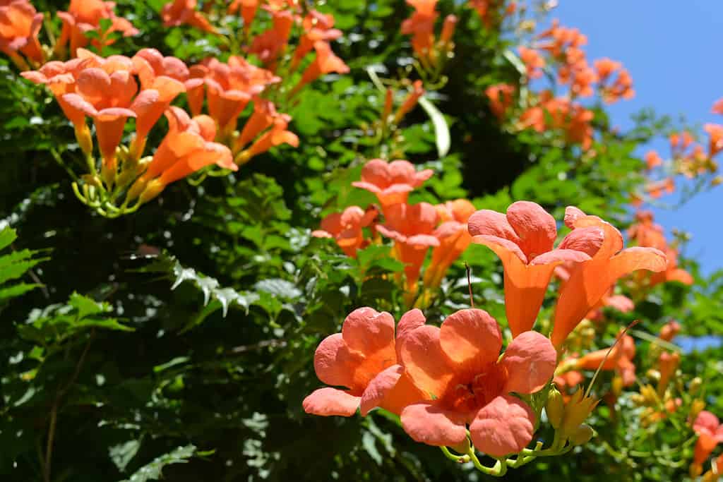 Cielo azzurro luminoso e saturo con fiori d'arancio, un cespuglio di campsis con foglie verde brillante durante il giorno.