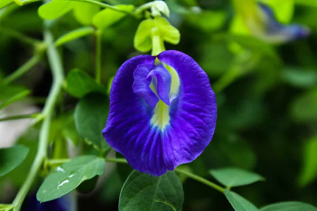 Clitoria ternata