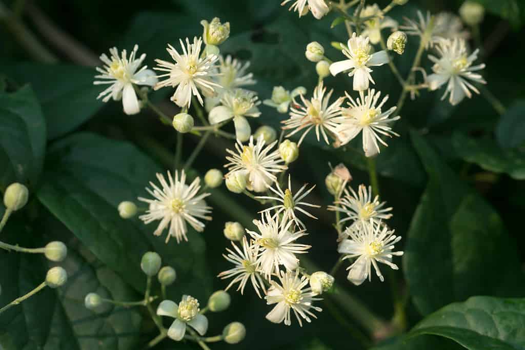 Clematis vitalba, gioia del viaggiatore fiori primo piano fuoco selettivo