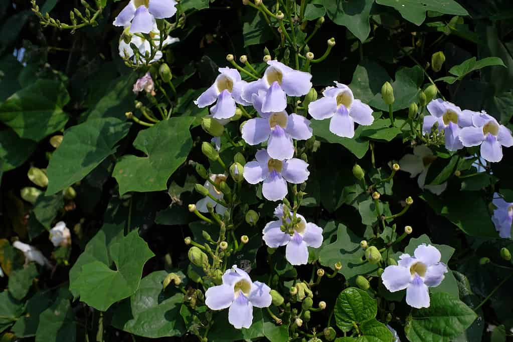 La trombetta blu (Thunbergia grandiflora) è una vite sempreverde autoctona spesso coltivata come pianta d'appartamento