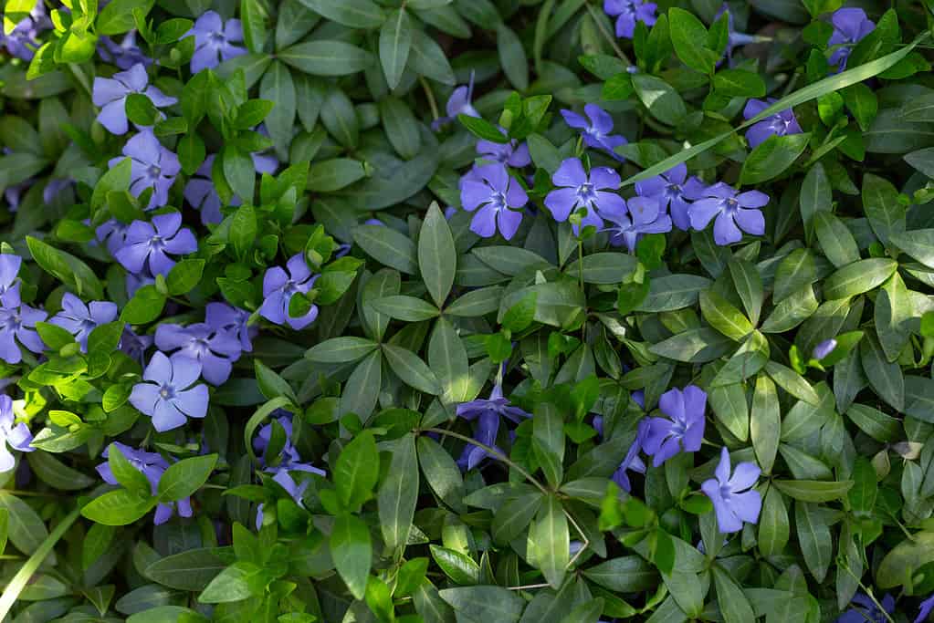 Bellissimi fiori viola di vinca sullo sfondo di foglie verdi.  Banner di sfondo dai fiori di pervinca.  Concetto di natura per il design.