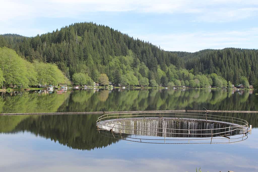 Fishhawk Lake è un bellissimo laghetto nella catena costiera dell'Oregon a circa 70 miglia da Portland.  È un lago artificiale privato.  La foto illustra il canale di drenaggio e il riflesso.