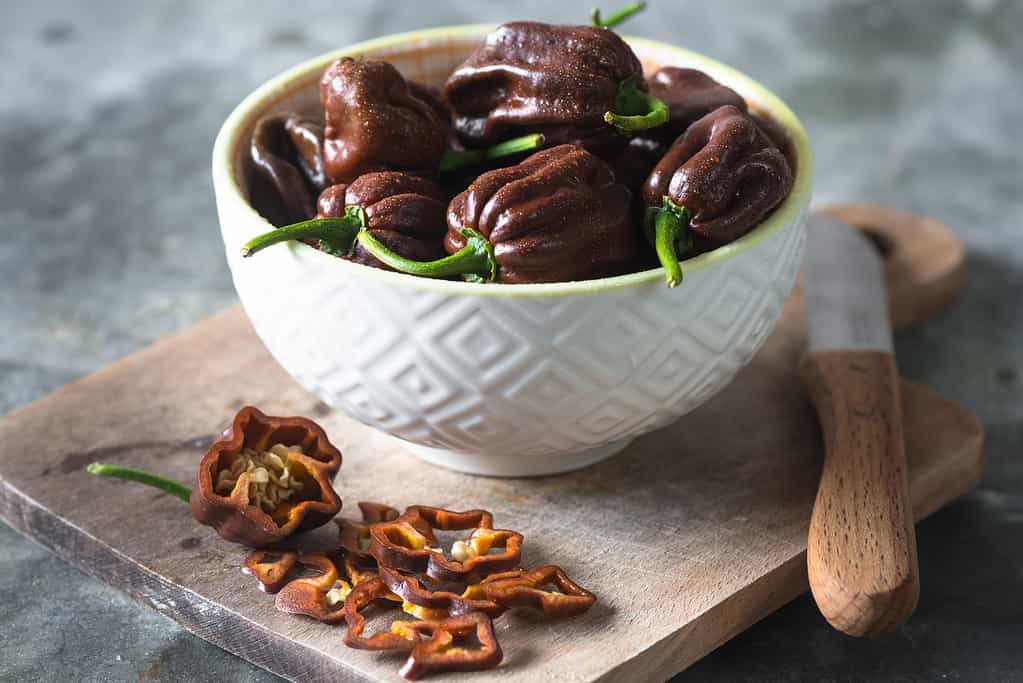 Peperoncino al cioccolato Habanero