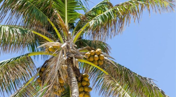 albero di cocco contro il cielo blu