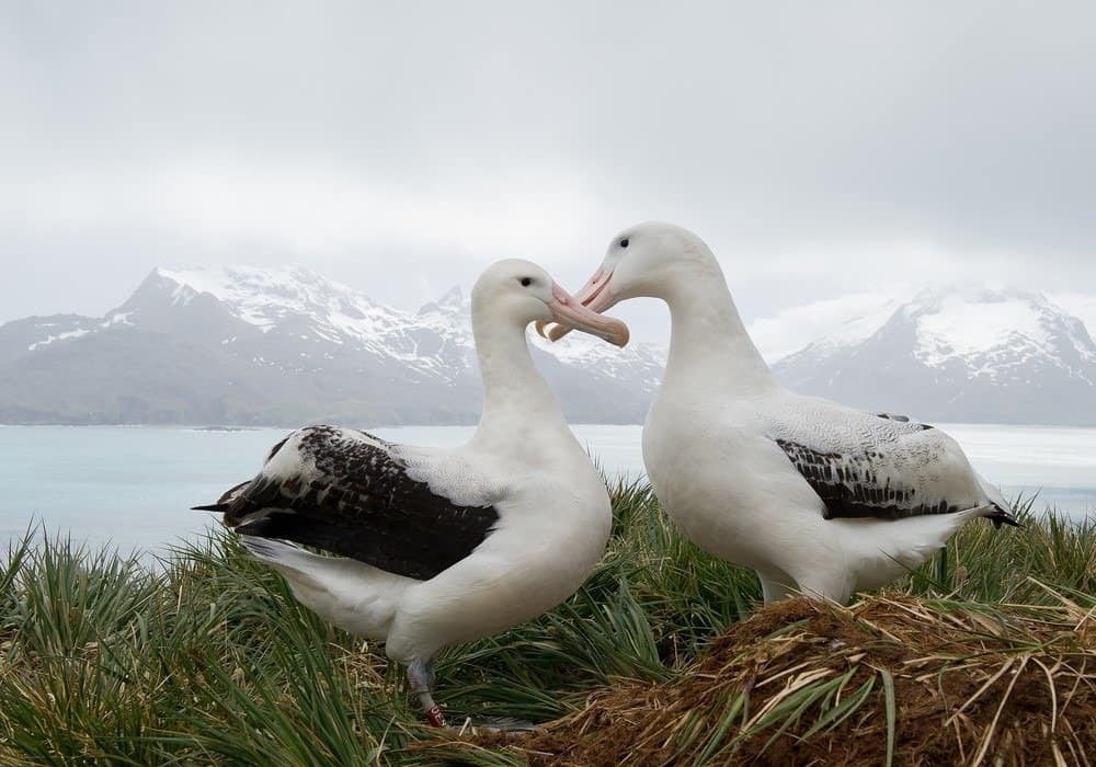 Coppia di albatros erranti sul nido, socializzando, con montagne innevate e oceano azzurro sullo sfondo, Isola Georgia del Sud, Antartide