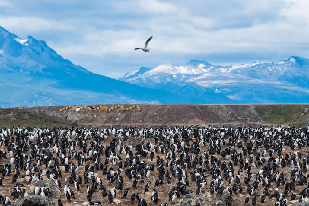 Bird Island nel Canale di Beagle vicino alla città di Ushuaia.  Ushuaia è la capitale della provincia della Terra del Fuoco in Argentina.