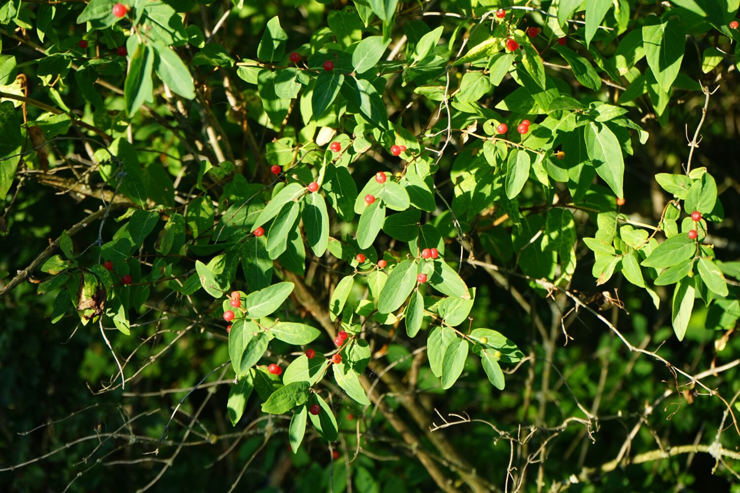 La Lonicera tatarica dai frutti rossi cresce a giugno.  Lonicera tatarica è una specie di caprifoglio conosciuta con il nome comune caprifoglio tataro.  Berlino, Germania