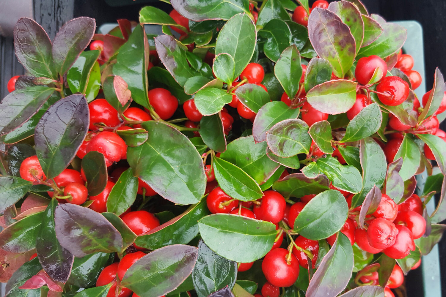 Teaberry (Gaultheria procumbens) con frutti di bosco