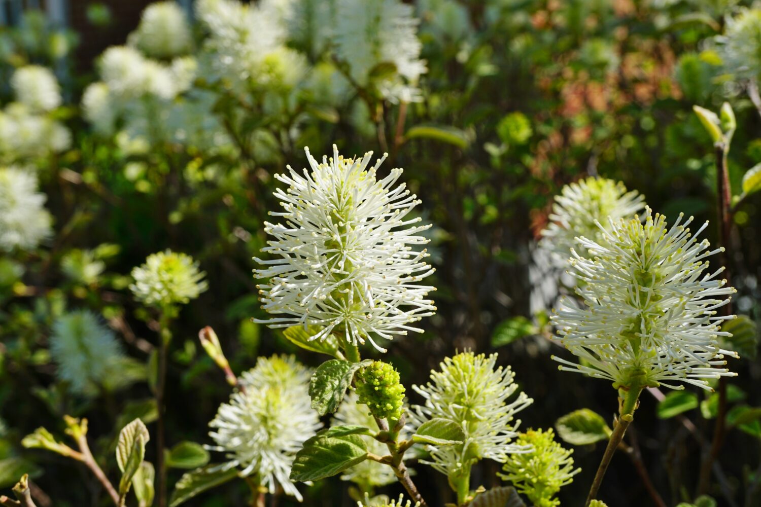 Fiori bianchi di pennello di arbusto di ontano stregato (Fothergilla Gardenii).