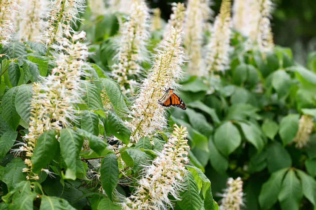 Pannocchie di fiori bianchi profumati del cespuglio di peperone dolce, Clethra alnifolia.  Cespuglio di peperone dolce 'Colibrì'.