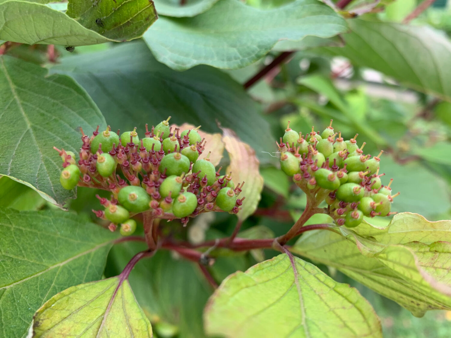 Frutti di corniolo grigio (Cornus racemosa).