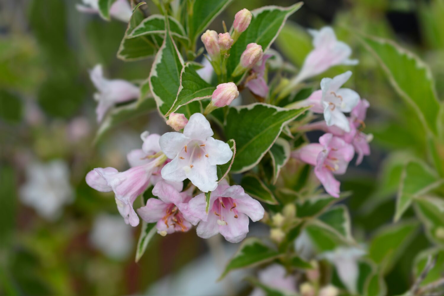 Fiori Weigela variegati - nome latino - Weigela florida Nana Variegata