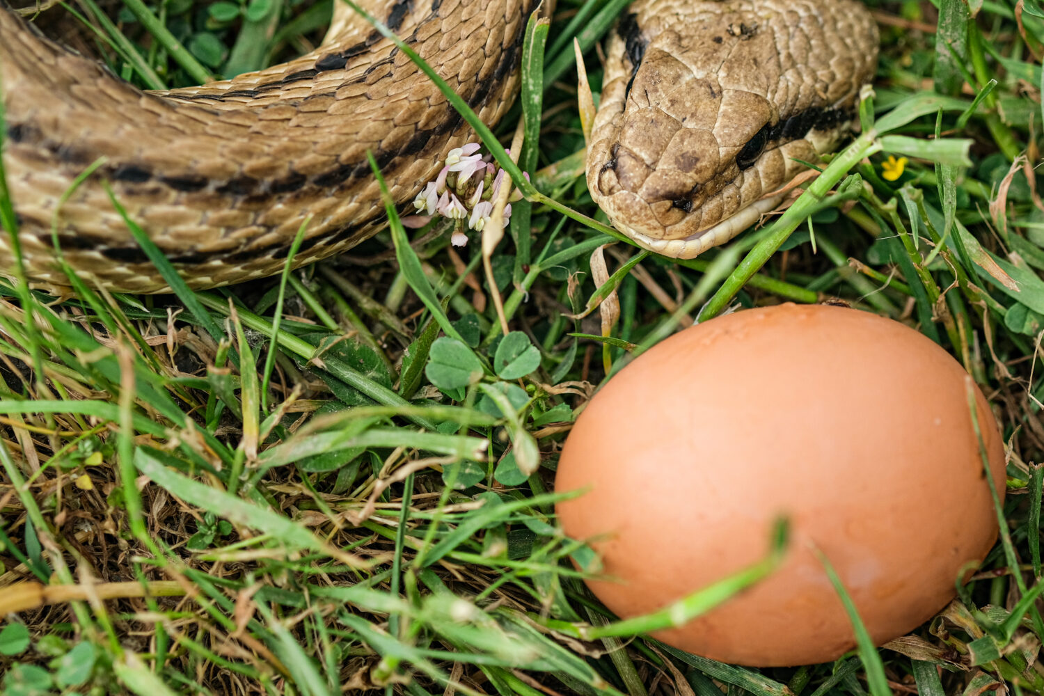 Specie di mangiatori di uova di serpente, occhio di rettile predatore, dettagli di pelle, serpenti cervone