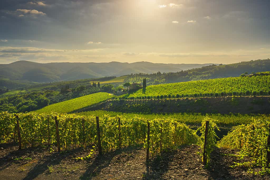 Vigneto di Radda in Chianti e panorama al tramonto.  Toscana, Italia