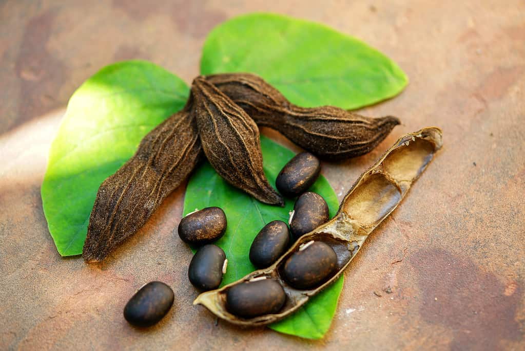 Fagiolo di velluto sopra la foglia verde