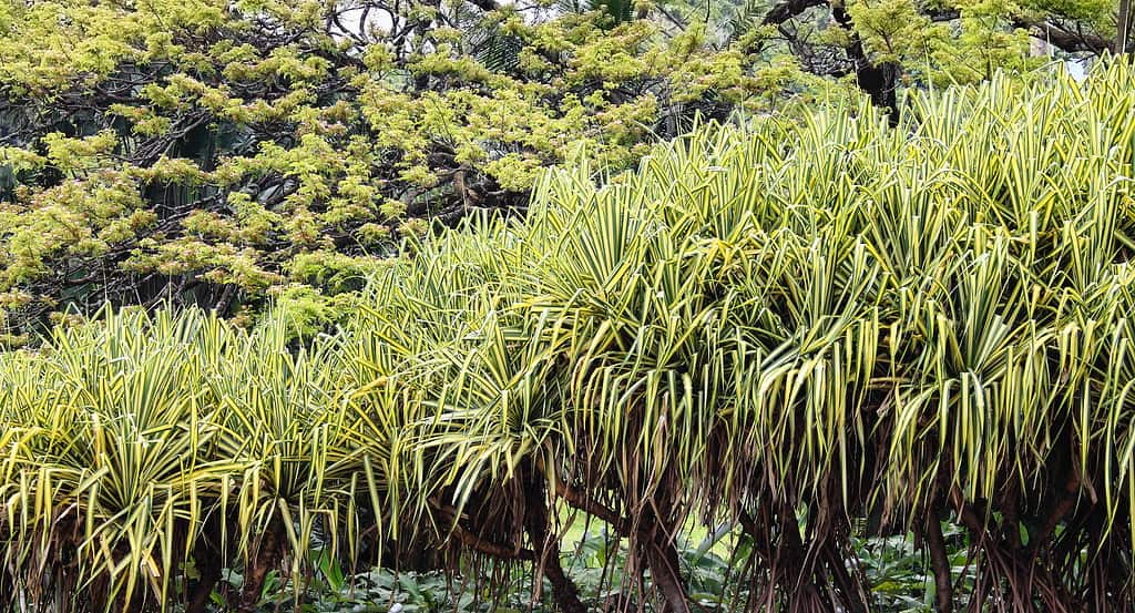 Pino Vite Variegato (Pandanus)