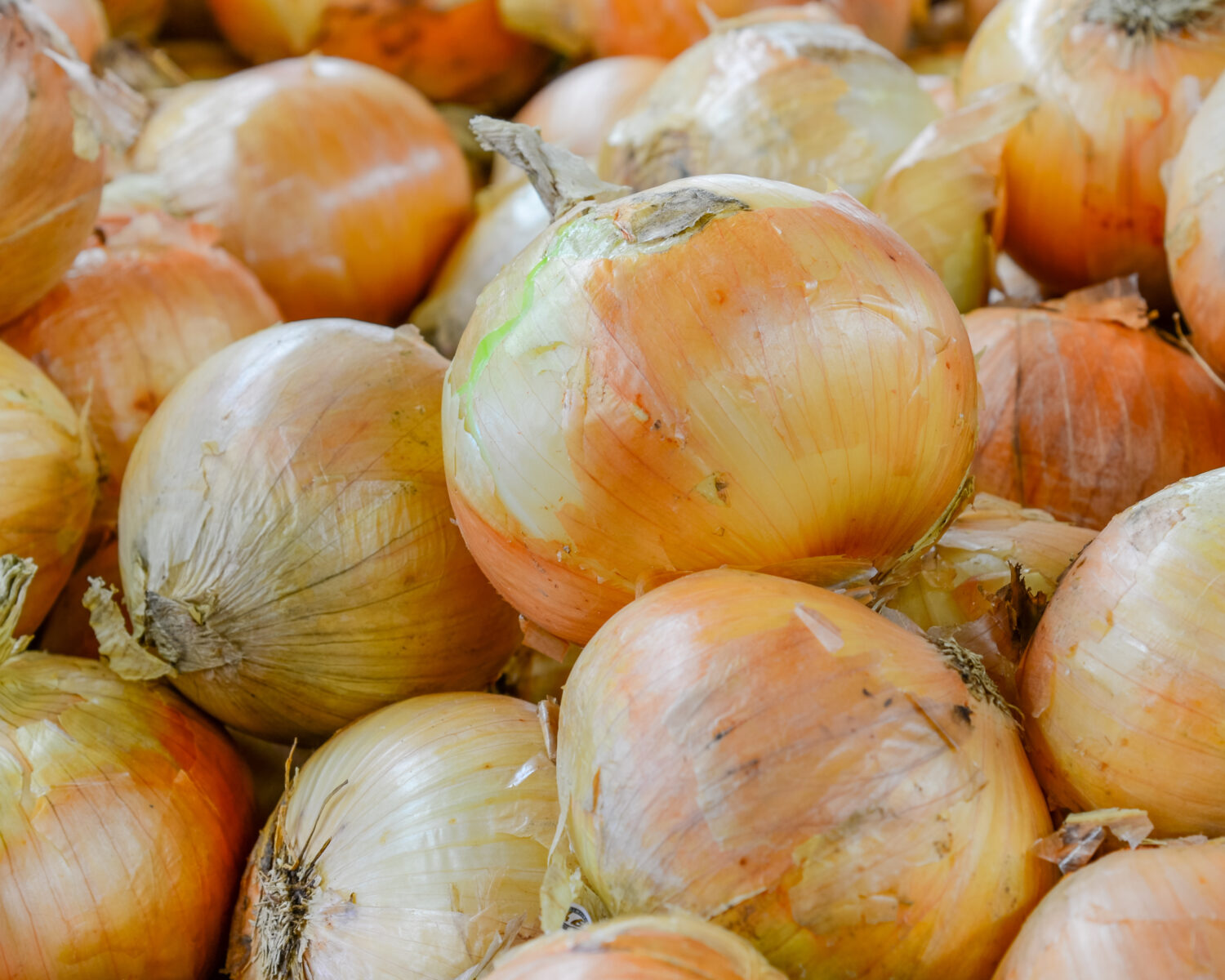 Gruppo di cipolla dolce vidalia fresca coltivata biologicamente nel mercato agricolo di Puyallup, Washington, USA.  Un primo piano completo di cipolla.  Questo è stato nominato ortaggio ufficiale dello stato della Georgia nel 1990