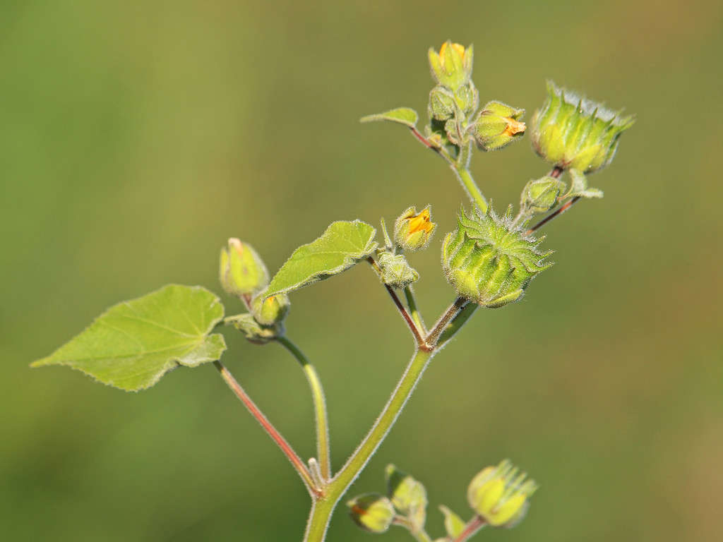 Pianta di foglie di velluto con fiori e baccelli, Abutilon theophrasti