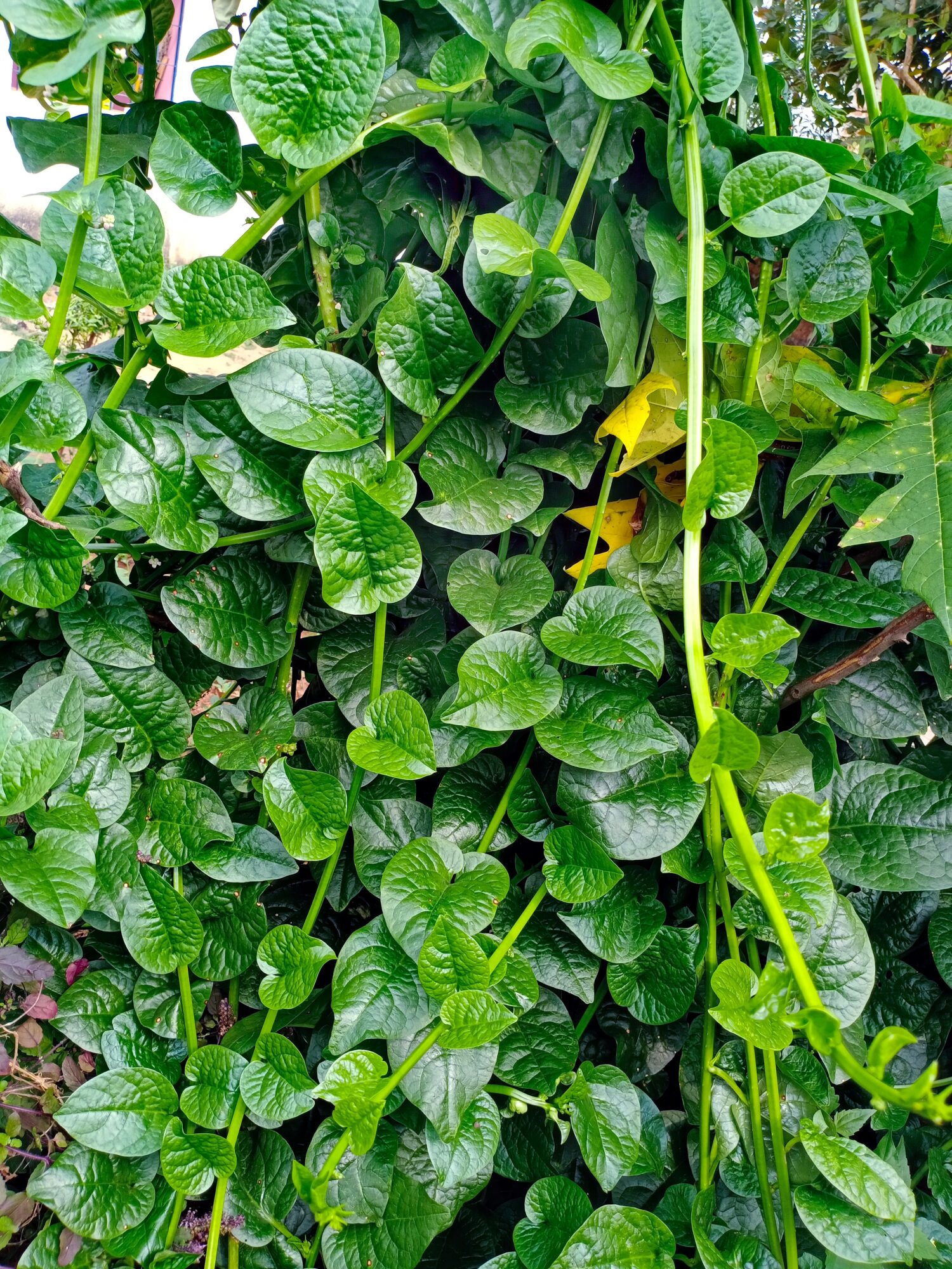 Vite di spinaci Malbar.  è ampiamente usato come ortaggio a foglia.  È anche conosciuto come spinaci Malbar e Poi saag o Pui Shak in India.