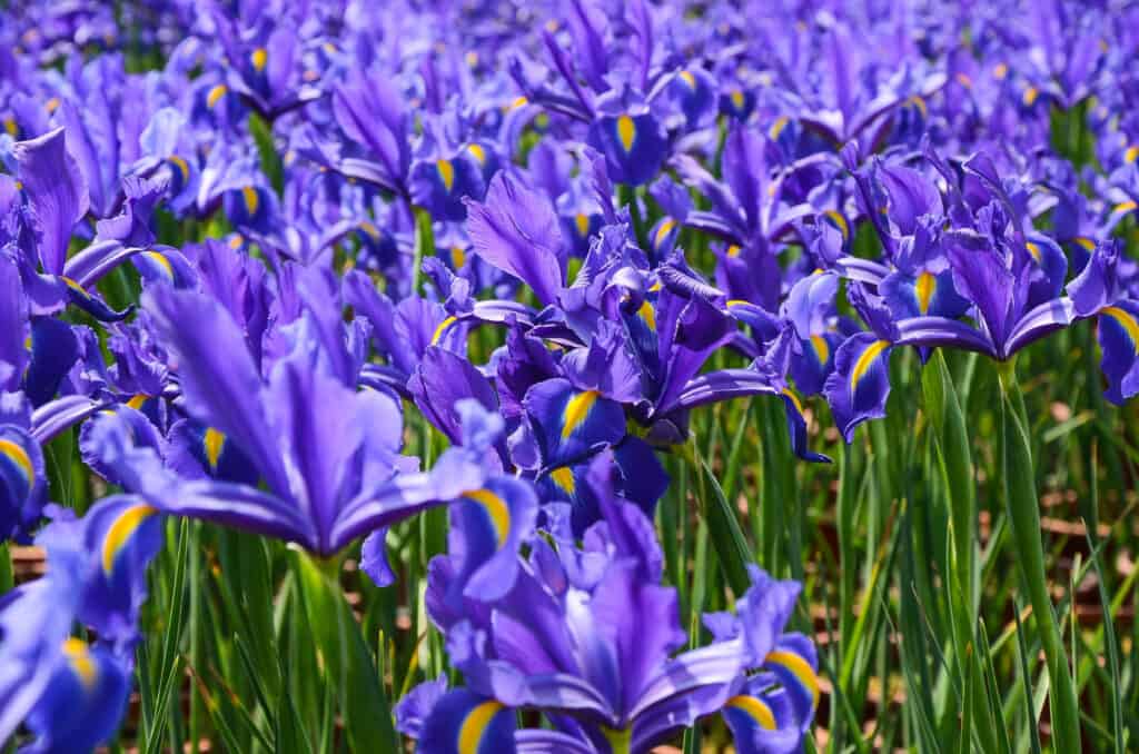 L'iris olandese è anche conosciuta come Iris hollandica