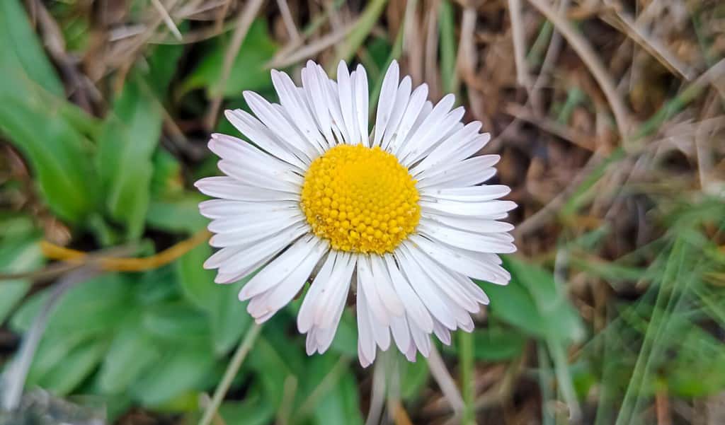 Bellis perennis, lo sfondo del fiore della margherita