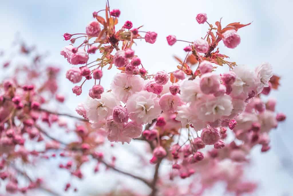Il ramo dei fiori di ciliegio giapponese (Prunus serrulata-Kanzan) sta gradualmente fiorindo