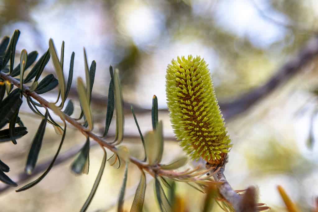 Fiore e cono di Banksia d'argento, Banksia marginata, Tasmania, Australia.  Primo piano della punta del fiore attraverso le foglie con sfondo bokeh.  Noto anche come caprifoglio della Tasmania.