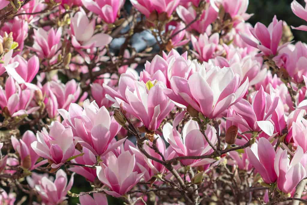 Fiori rosa magnolia liliiflora.  Albero di orchidee legnose in piena fioritura.