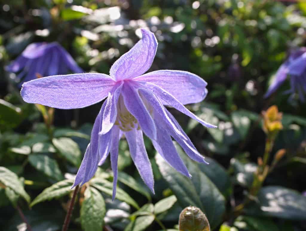 Delicato fiore lilla di Clematis macropetala