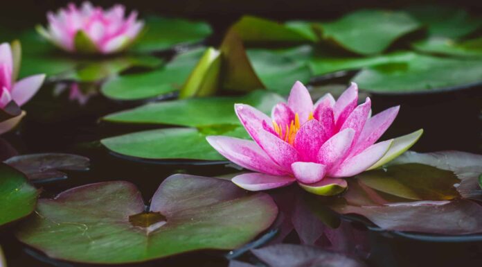 Fiore di loto rosa