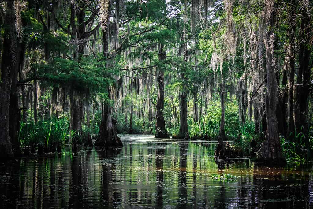 Alberi della palude della Louisiana