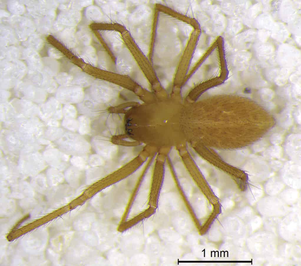 Nuovo ragno delle caverne scoperto in Cina (Islandiana lewisi) femmina lungo 2 mm