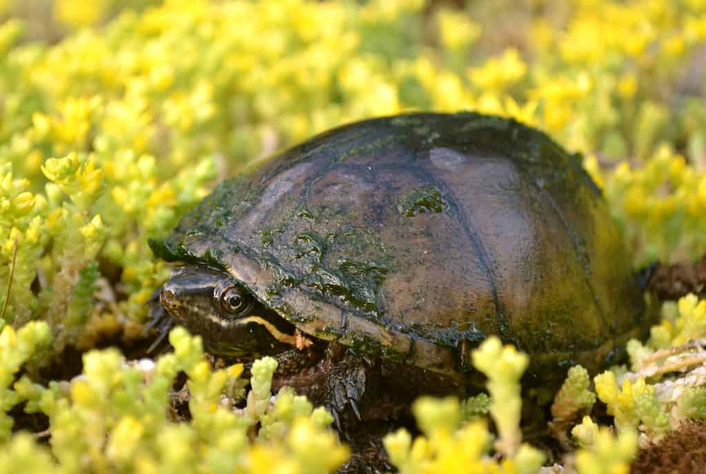 Sternotherus odoratus è conosciuto come la tartaruga muschiata comune, la tartaruga muschiata orientale o la tartaruga puzzolente per la sua capacità di rilasciare un cattivo odore muschiato dalle ghiandole odorose sul bordo del suo guscio.