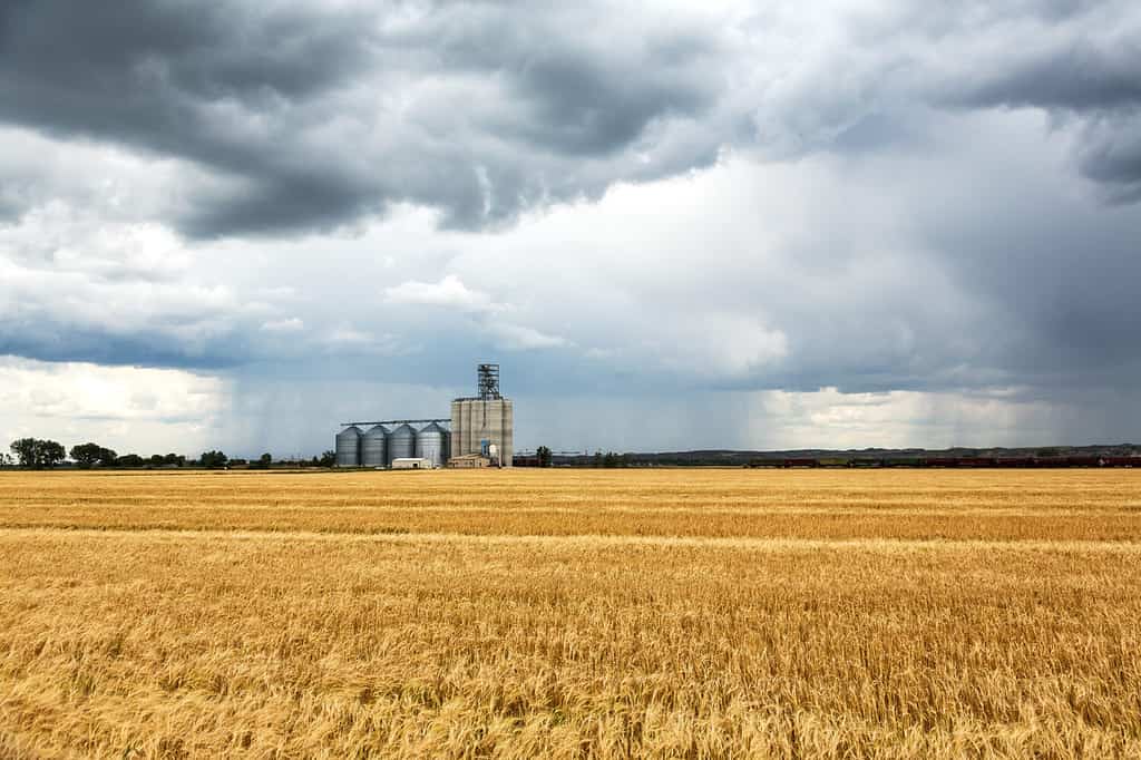 Campi di grano e elevatore del grano a Sidney, Montana durante una tempesta di pioggia in una giornata estiva.