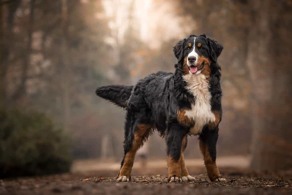 Adorabile e carina femmina di cane da montagna bernese in piedi nel parco