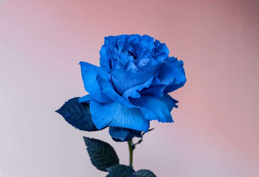 Primo piano della rosa blu su uno sfondo rosa