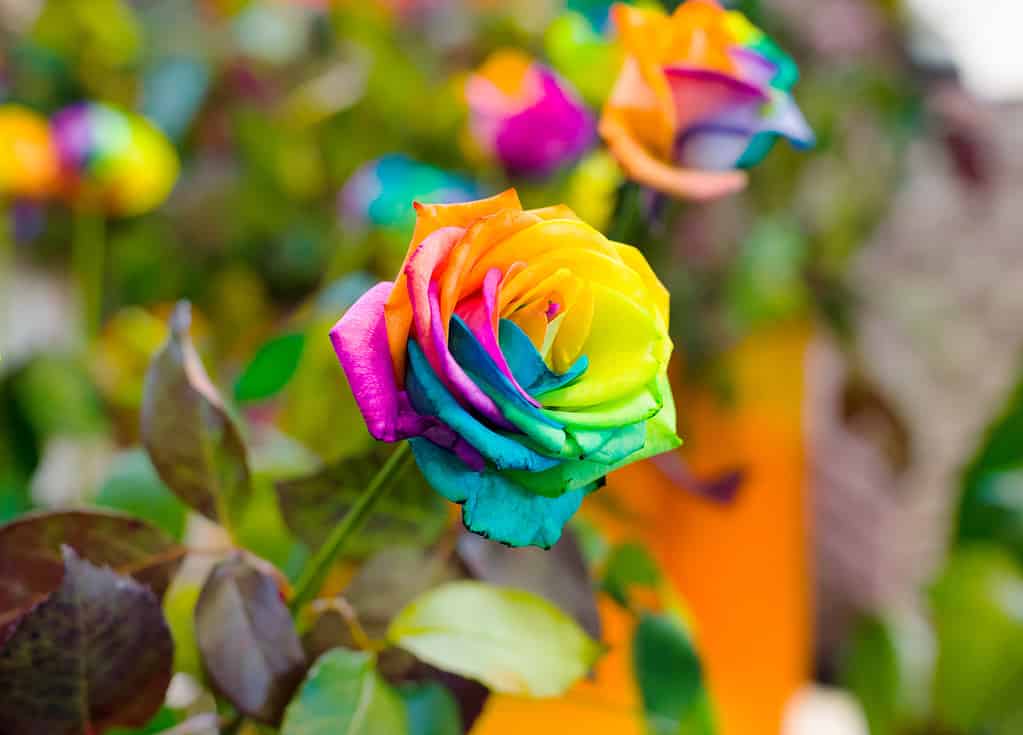 Macro shot di rose arcobaleno con petali multicolori con DOF poco profondo.