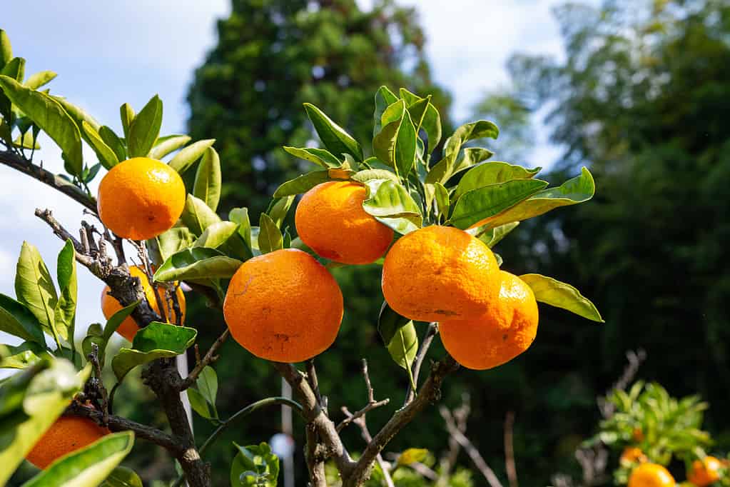 arancia Satsuma fresca 