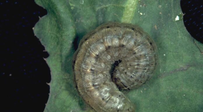 bruco di cutworm dell'esercito