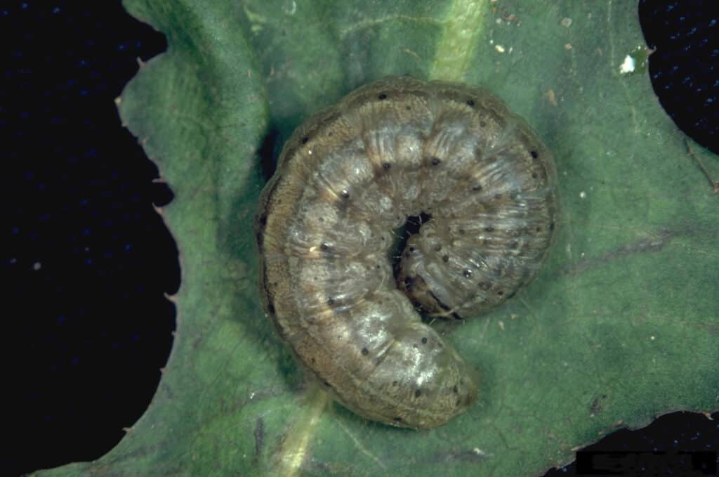 bruco di cutworm dell'esercito