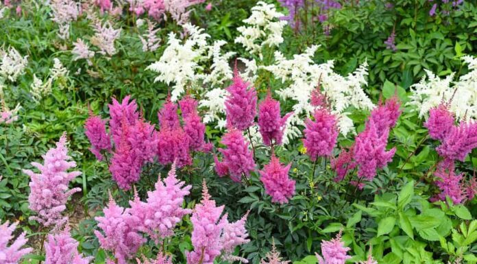 Varietà Astilbe Montgomery, Kvele, Monte Bianco