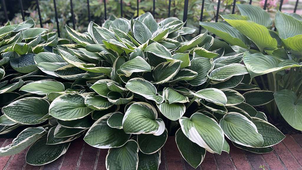 Hosta