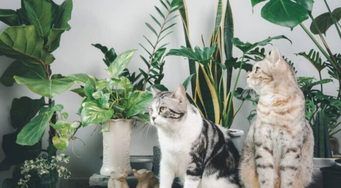 Due gatti si siedono su un tavolo ricoperto di piante d'appartamento