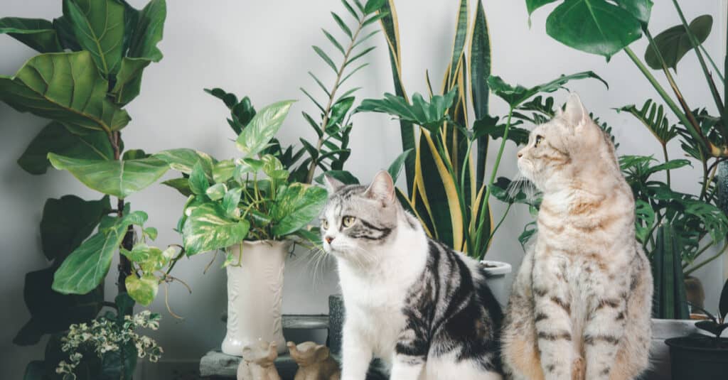 Due gatti si siedono su un tavolo ricoperto di piante d'appartamento